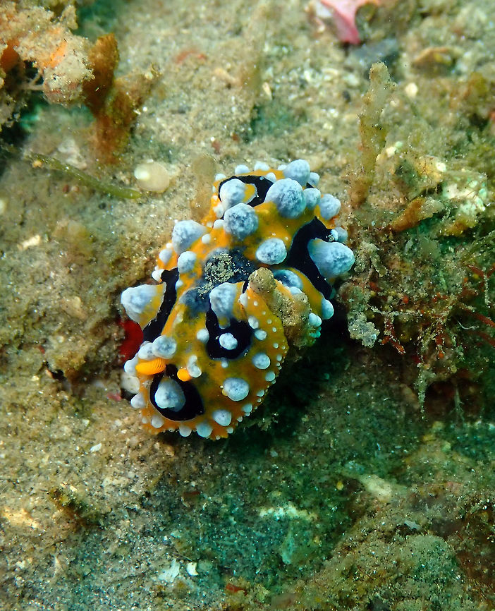 Ocellated wart slug (Phyllidia ocellata) Air Prang, Lembeh. Geotagged,Indonesia,Ocellate Phyllidia,Phyllidia ocellata,Spring