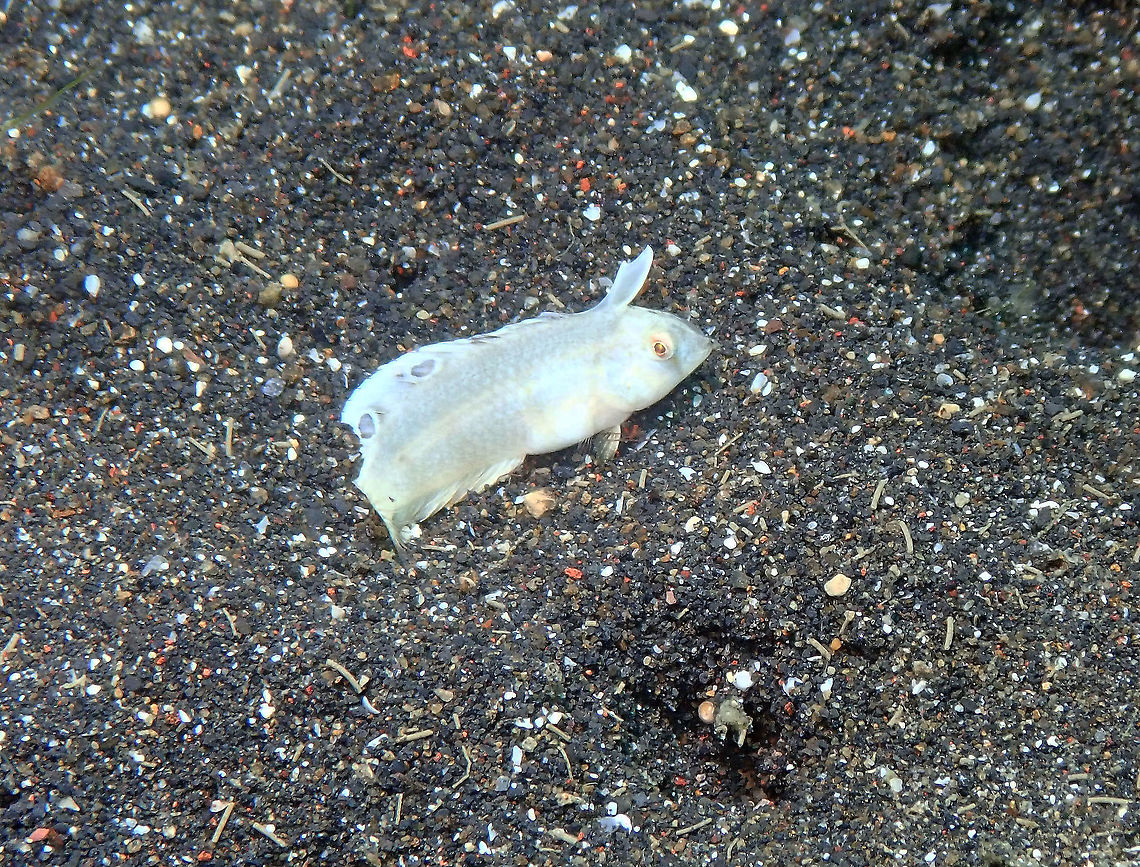 Peacock Razorfish juvenile (Iniistius pavo) Air Prang, Lembeh. Geotagged,Indonesia,Iniistius pavo,Peacock wrasse,Spring