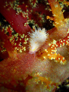 Navel Egg Cowrie (Habuprionovolva umbilicata) Monument, Lembeh. Night dive.
You can see its tiny black eyes. Geotagged,Habuprionovolva umbilicata,Indonesia,Spring
