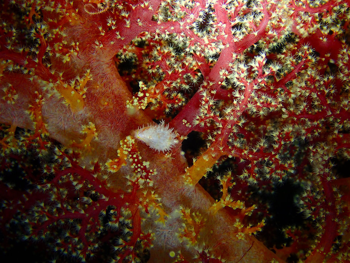 Navel Egg Cowrie (Habuprionovolva umbilicata) Monument, night dive. Lembeh.<br />
A farther view of the same cowrie in a soft coral. Geotagged,Habuprionovolva umbilicata,Indonesia,Spring