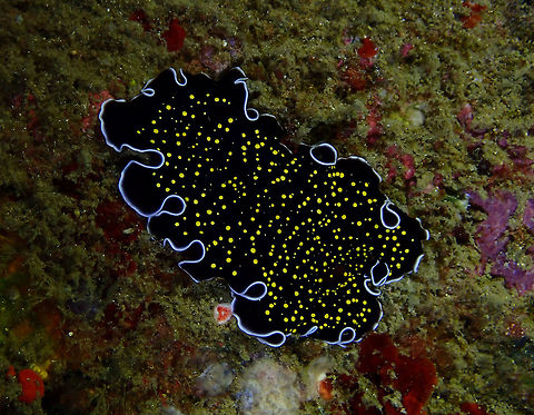 Gold-Speckled Flatworm (Thysanozoon nigropapillosum) Monument, Lembeh. Geotagged,Indonesia,Spring,Thysanozoon nigropapillosum