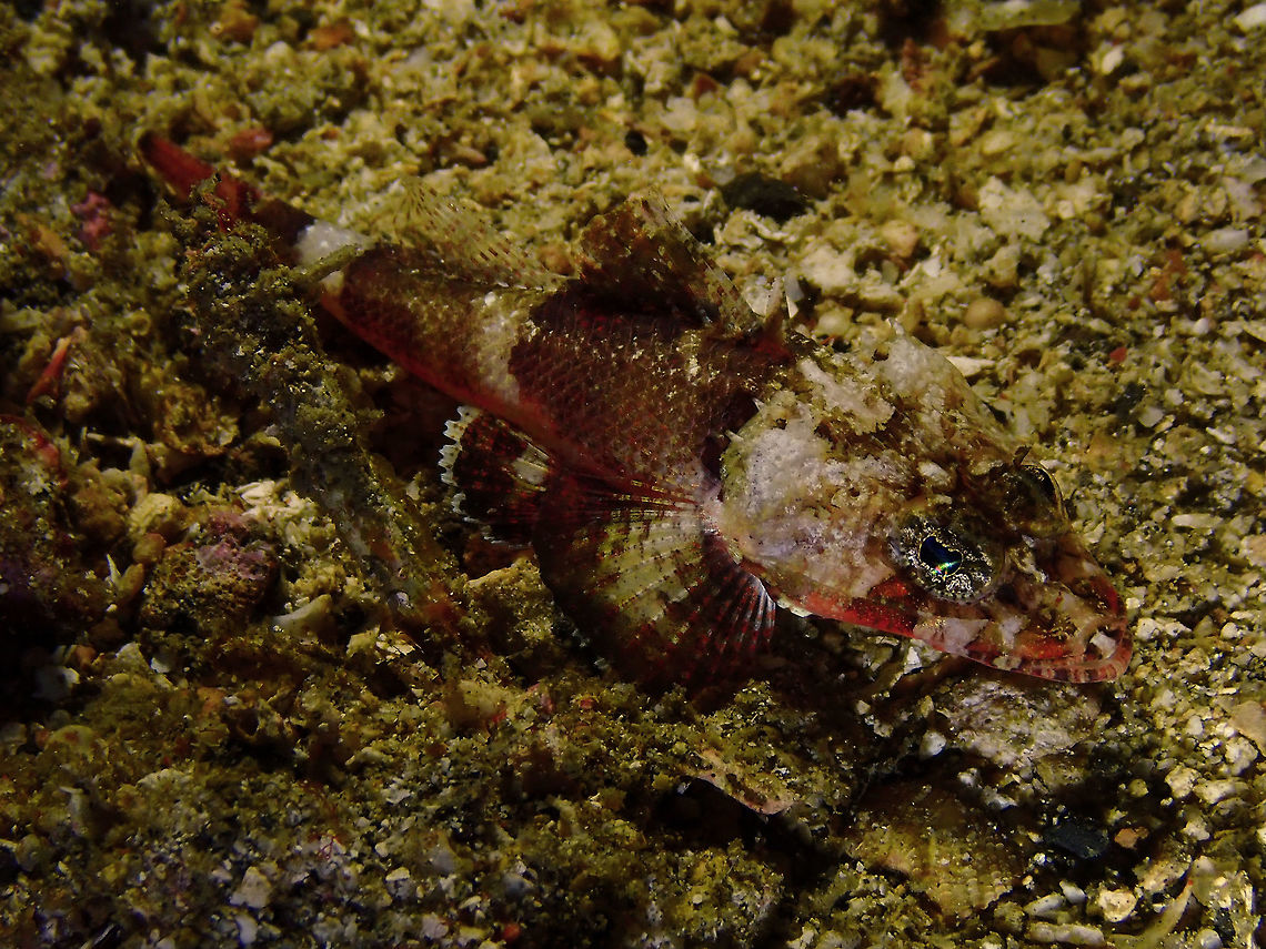 Midget Flathead (Onigocia spinosa) Monument, Lembeh. Night dive.<br />
Small, maybe 10 cm or less. Geotagged,Indonesia,Midget flathead,Onigocia spinosa,Spring