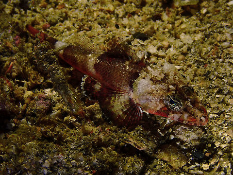 Midget Flathead (Onigocia spinosa) Monument, Lembeh. Night dive.
Small, maybe 10 cm or less. Geotagged,Indonesia,Midget flathead,Onigocia spinosa,Spring