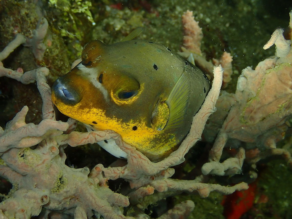 Blackspotted puffer (Arothron nigropunctatus) Monument, Lembeh. Night dive. I think he was sleeping. Arothron nigropunctatus,Blackspotted puffer,Geotagged,Indonesia,Spring