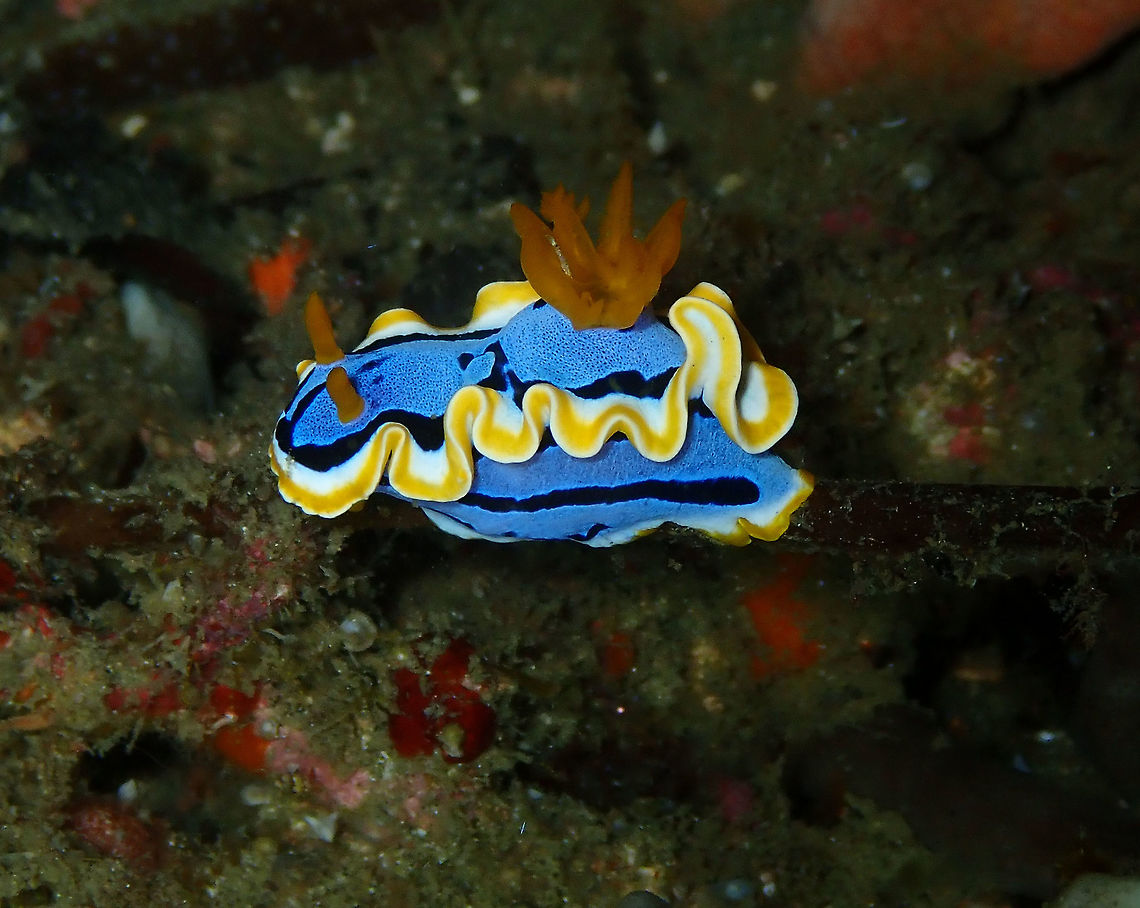 Anna's Chromodoris (Chromodoris annae) Monument, Lembeh. Night dive. Anna's Chromodoris,Chromodoris annae,Geotagged,Indonesia,Spring