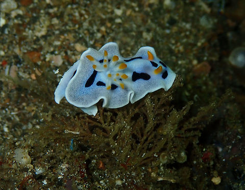 Diana's Chromodoris (Chromodoris dianae) Monument, Lembeh. Night dive. Chromodoris dianae,Geotagged,Indonesia,Spring
