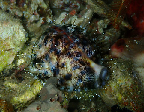 Tiger Cowrie (Cypraea tigris) Monument, Lembeh. Night dive. Cypraea tigris,Geotagged,Indonesia,Spring,Tiger cowrie