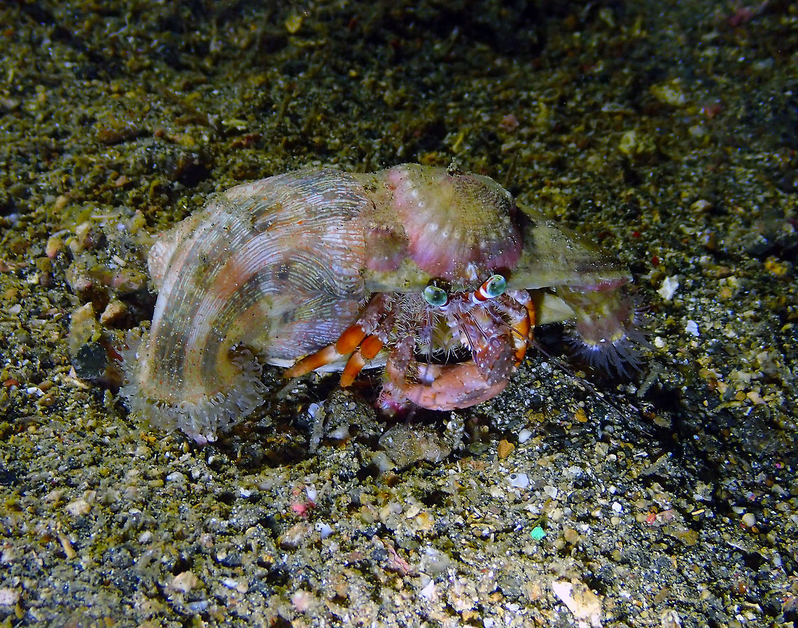 Anemone hermit crab (Dardanus_pedunculatus) Monument, Lembeh. Night dive. Anemone hermit crab,Dardanus pedunculatus,Geotagged,Indonesia,Spring