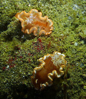 White-margin sea slug (Glossodoris rufomarginata) Monument, Lembeh. Night dive. Also called caramel nudibranch. Geotagged,Glossodoris rufomarginata,Indonesia,Spring,White-margin sea slug