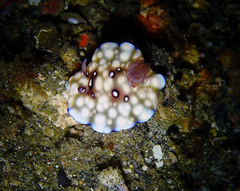 Bus Stop Nudibranch (Goniobranchus hintuanensis) Monument, Lembeh. Night dive.
Funny story explains the name:
http://slugsite.us/bow/nudwk113.htm Chromodoris hintuanensis,Geotagged,Goniobranchus hintuanensis,Indonesia,Spring