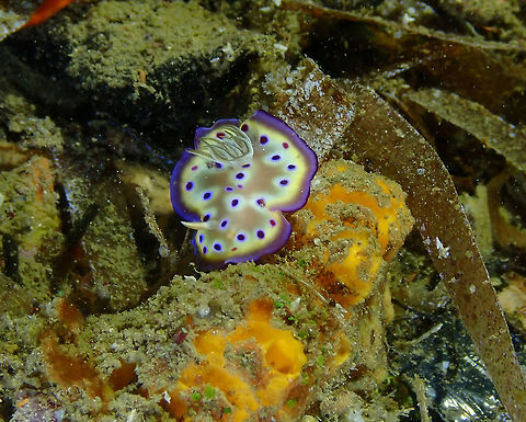 Kunie's Nudibranch (Goniobranchus kuniei) Monument, Lembeh. Night dive. Geotagged,Goniobranchus kuniei,Indonesia,Spring