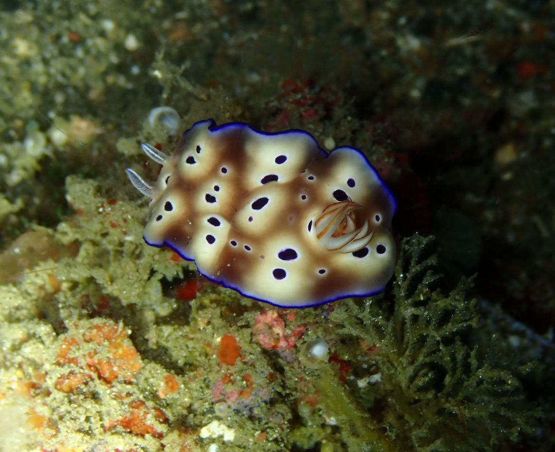 Leopard nudibranch (Goniobranchus leopardus) Monument, Lembeh. Night dive. Geotagged,Goniobranchus leopardus,Indonesia,Leopard Chromodoris,Spring