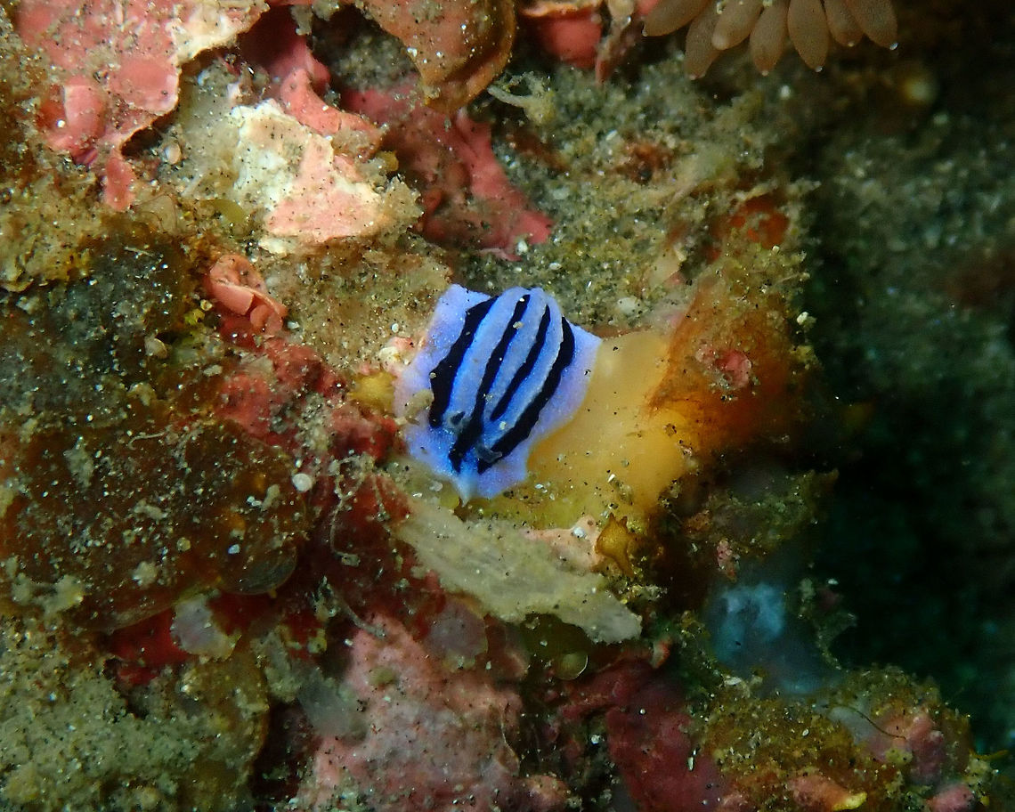 Anne's Phyllidiopsis (Phyllidiopsis annae) Monument, Lembeh. Night dive. Geotagged,Indonesia,Phyllidiopsis annae,Spring