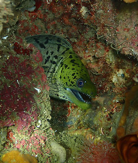 Fimbriated Moray Eel (Gymnothorax fimbriatus) Monument, Lembeh. Fimbriated moray,Geotagged,Gymnothorax fimbriatus,Indonesia,Spring