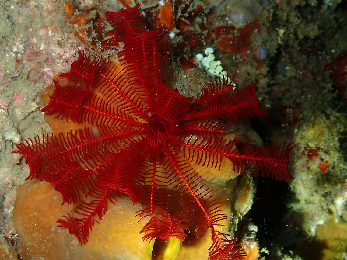Red Crinoid (Himerometra robustipinna) Monument, Lembeh. Night dive. Geotagged,Himerometra robustipinna,Indonesia,Spring