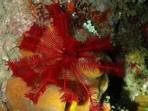Red Crinoid (Himerometra robustipinna) Monument, Lembeh. Night dive. Geotagged,Himerometra robustipinna,Indonesia,Spring