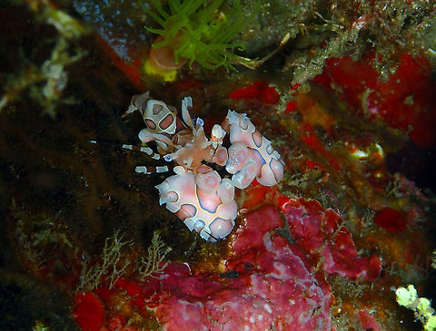 Harlequin Shrimp (Hymenocera picta) Monument, Lembeh. Night dive. Geotagged,Harlequin shrimp,Hymenocera picta,Indonesia,Spring