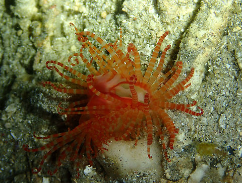 Fragile File Clam (Limaria fragilis) Monument, Lembeh. Night dive. Fragile file clam,Geotagged,Indonesia,Limaria fragilis,Spring