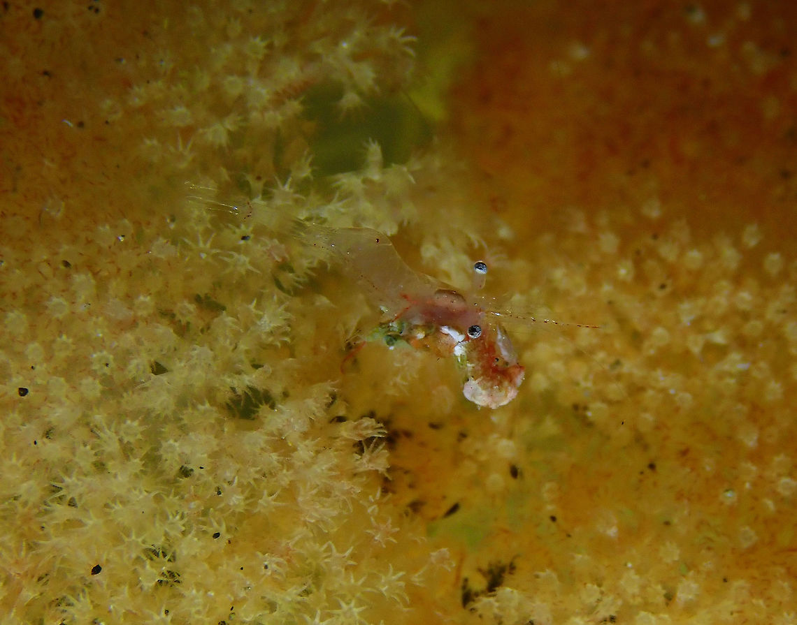 Translucent Gorgonian Shrimp (Manipontonia psamathe) Monument, Lembeh. Night dive.<br />
Seems to be eating another shrimp! Geotagged,Indonesia,Manipontonia psamathe,Spring