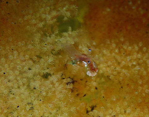 Translucent Gorgonian Shrimp (Manipontonia psamathe) Monument, Lembeh. Night dive.
Seems to be eating another shrimp! Geotagged,Indonesia,Manipontonia psamathe,Spring
