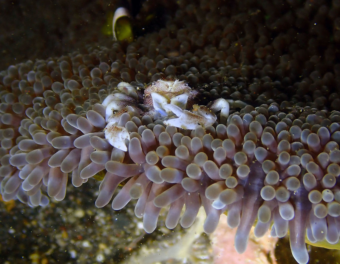 Porcelain Crab (Neopetrolisthes maculatus) Monument, Lembeh. Night dive. Geotagged,Indonesia,Neopetrolisthes maculatus,Spring