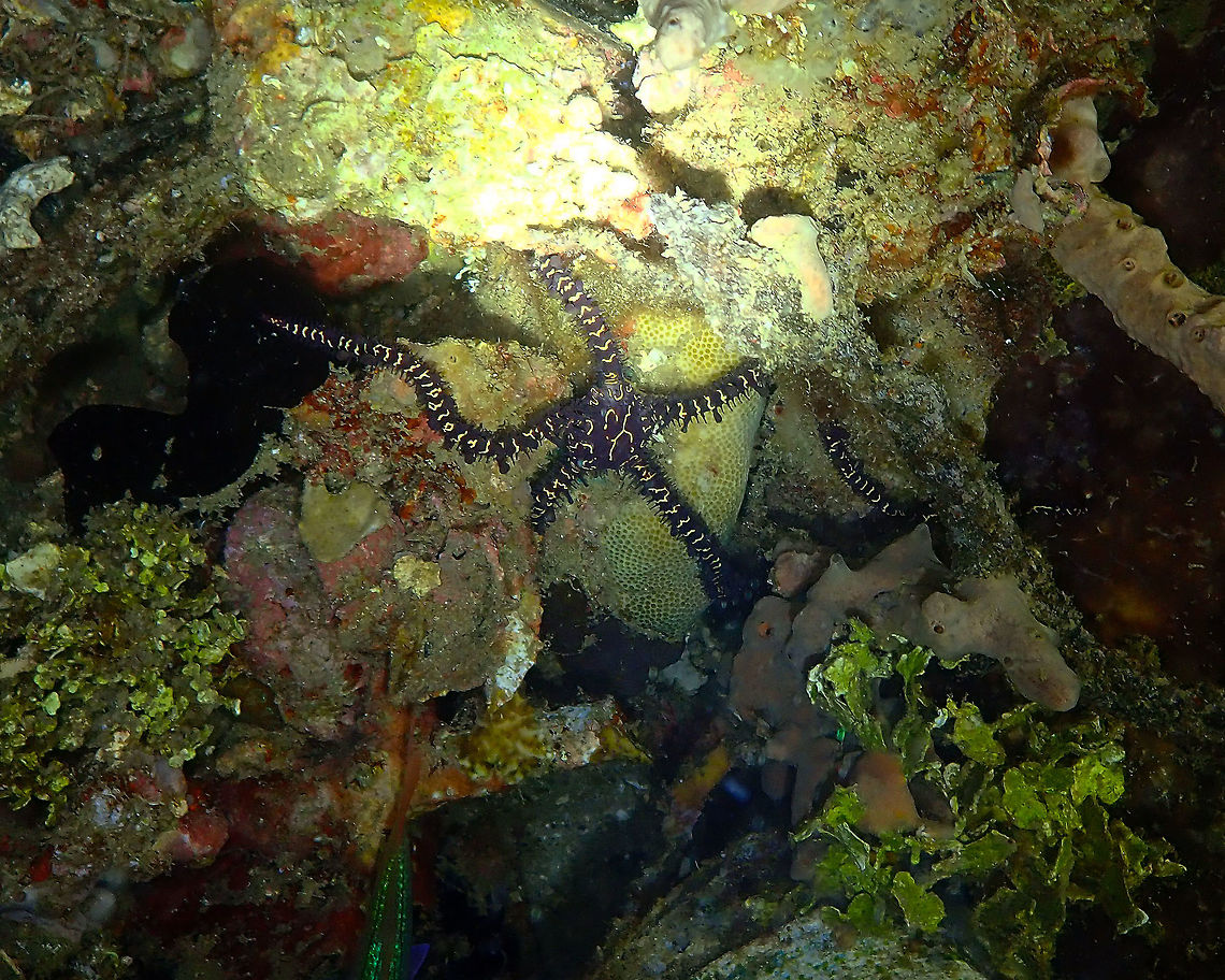 Variable Brittle Star (Ophiomastix variabilis) Monument, Lembeh. Night dive. Geotagged,Indonesia,Ophiomastix variabilis,Spring,Variable Brittle Star