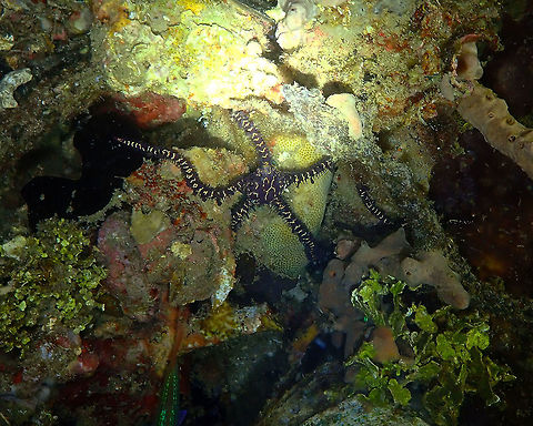 Variable Brittle Star (Ophiomastix variabilis) Monument, Lembeh. Night dive. Geotagged,Indonesia,Ophiomastix variabilis,Spring,Variable Brittle Star