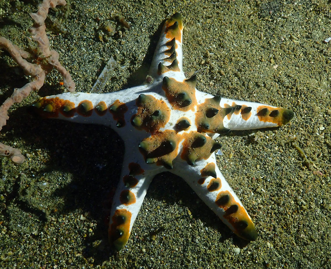 Chocolate Chip sea Star (Protoreaster nodosus) Monument, Lembeh. Night dive. Geotagged,Horned Sea Star,Indonesia,Protoreaster nodosus,Spring
