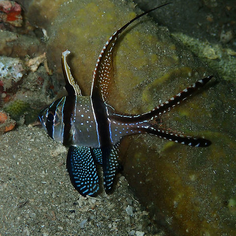 Banggai cardinalfish  (Pterapogon kauderni) Monument, Lembeh. Night dive. Banggai cardinalfish,Geotagged,Indonesia,Pterapogon  kauderni,Spring
