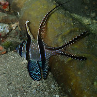 Banggai cardinalfish  (Pterapogon kauderni) Monument, Lembeh. Night dive. Banggai cardinalfish,Geotagged,Indonesia,Pterapogon  kauderni,Spring