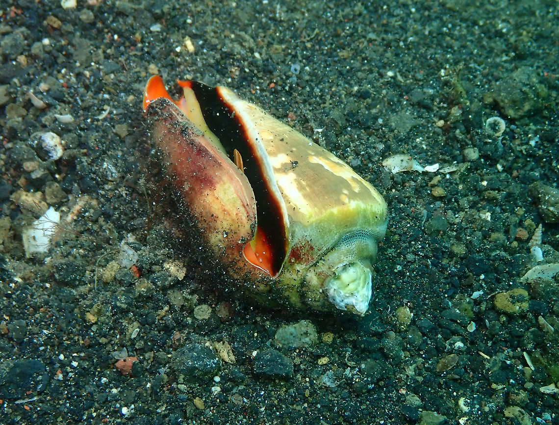 Geography Cone (Conus geographus) Air Prang, Lembeh.<br />
This is one of the more innoccent-looking but DEADLY animals you can encounter! Conus geographus,Geotagged,Indonesia,Spring