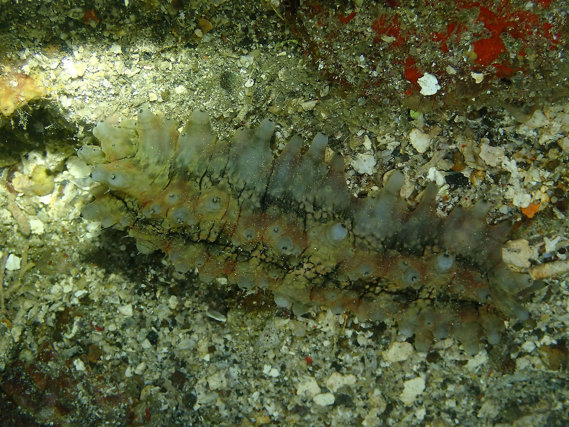 Dragonfish Sea Cucumber (Stichopus horrens) Monument, Lembeh. Night dive. Geotagged,Indonesia,Spring,Stichopus horrens