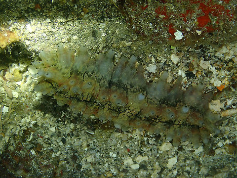 Dragonfish Sea Cucumber (Stichopus horrens) Monument, Lembeh. Night dive. Geotagged,Indonesia,Spring,Stichopus horrens