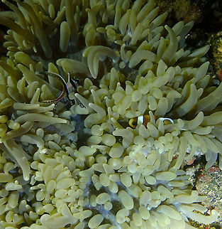 Sebae Anemone (Radianthus lobatus) Monument, Lembeh. Night dive. Geotagged,Heteractis crispa,Indonesia,Sebae anemone,Spring