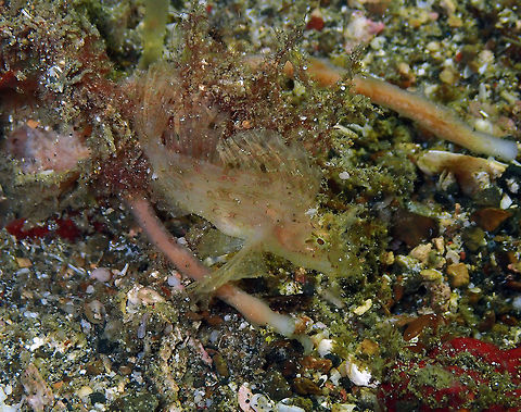 Weedy Rhinopia Baby (Rhinopia frondosa) Monument, Lembeh. One of the highlights of this night dive: the rare sight of this tiny baby Rhinopia! Geotagged,Indonesia,Rhinopia frondosa,Rhinopias frondosa,Spring
