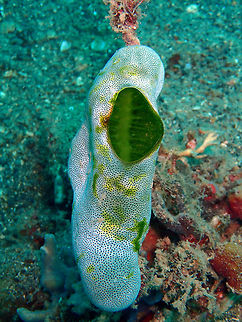 Tall Urn Ascidian (Didemnum molle) Coconut Garden, Lembeh. Didemnum molle,Geotagged,Indonesia,Spring,Tall urn ascidian