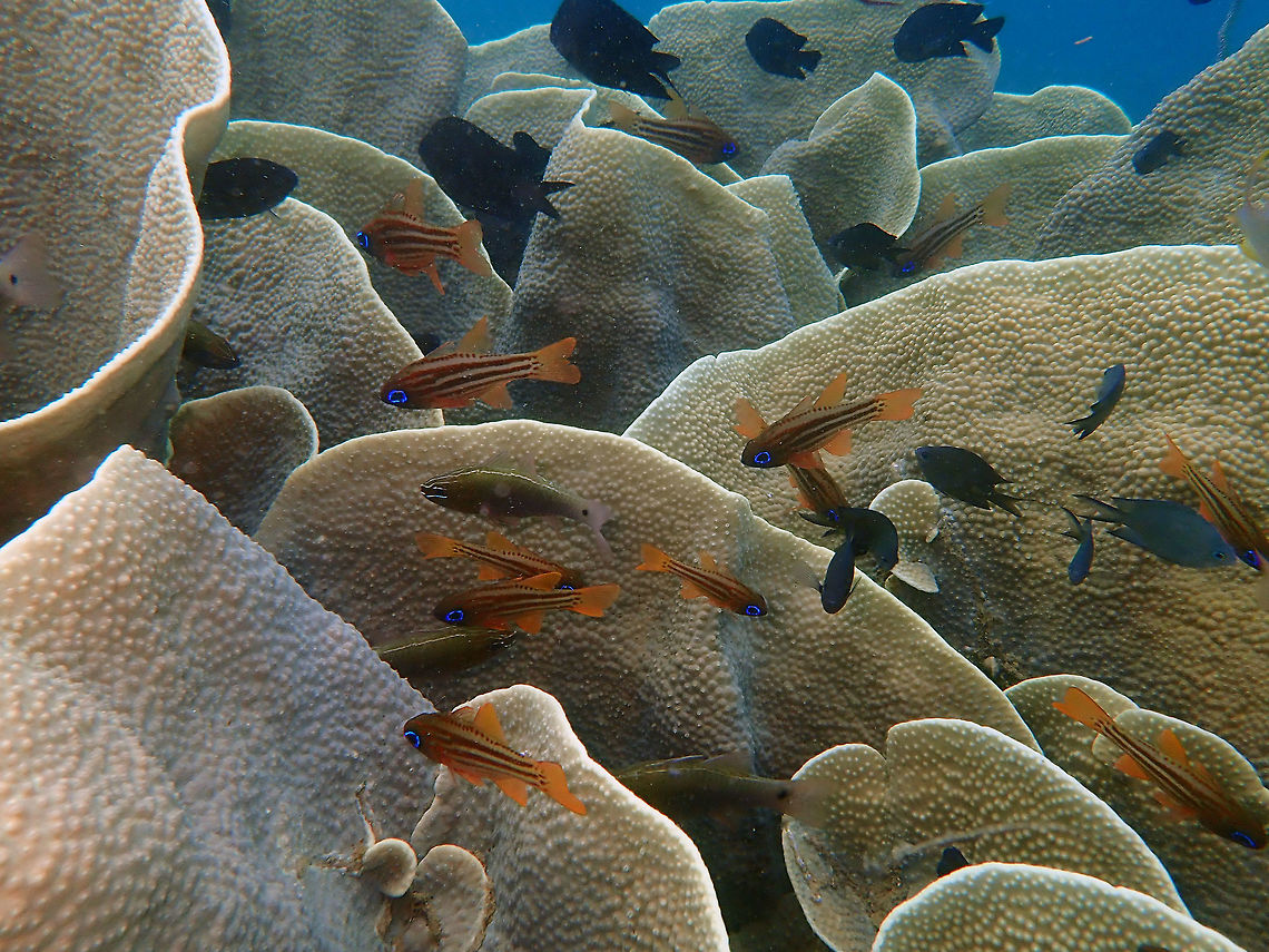 Apogon_compressus_and_hartzfeldii Coconut Garden, Lembeh. The orange cardinals are the Ochre-Striped cardinalfish and there is two-three olive color with black dot in the tail: these are A. hartzfeldii. Apogon compressus,Geotagged,Indonesia,Ochre-striped cardinalfish,Spring