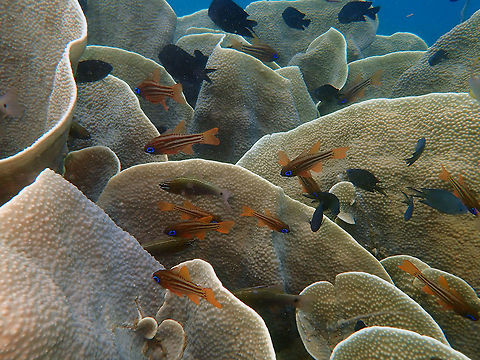 Apogon_compressus_and_hartzfeldii Coconut Garden, Lembeh. The orange cardinals are the Ochre-Striped cardinalfish and there is two-three olive color with black dot in the tail: these are A. hartzfeldii. Apogon compressus,Geotagged,Indonesia,Ochre-striped cardinalfish,Spring