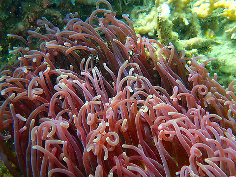 Sebae Anemone (Heteractis crispa) Batu Lubang Besar, Lembeh. Geotagged,Heteractis crispa,Indonesia,Sebae anemone,Spring