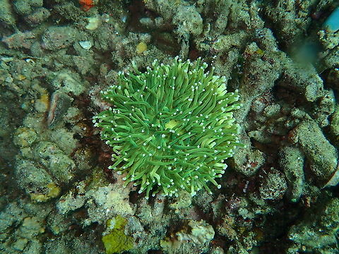 Torch Coral Batu Lubang Besar, Lembeh. Geotagged,Heliofungia actiniformis,Indonesia,Spring,Torch coral