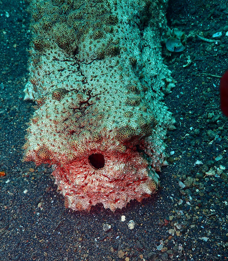 Amberfish Sea Cucumber (Thelenota anax) Air Prang, Lembeh. Geotagged,Giant Amberfish,Indonesia,Spring,Thelenota anax