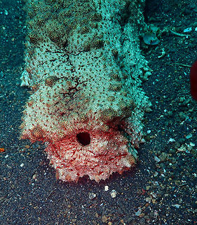 Amberfish Sea Cucumber (Thelenota anax) Air Prang, Lembeh. Geotagged,Giant Amberfish,Indonesia,Spring,Thelenota anax