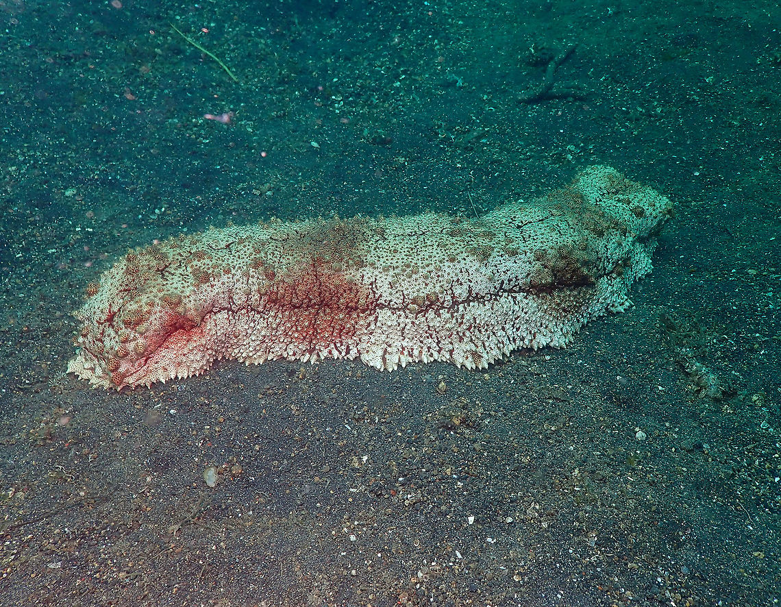 Amberfish Sea Cucumber (Thelenota anax) Air Prang, Lembeh. Geotagged,Giant Amberfish,Indonesia,Spring,Thelenota anax