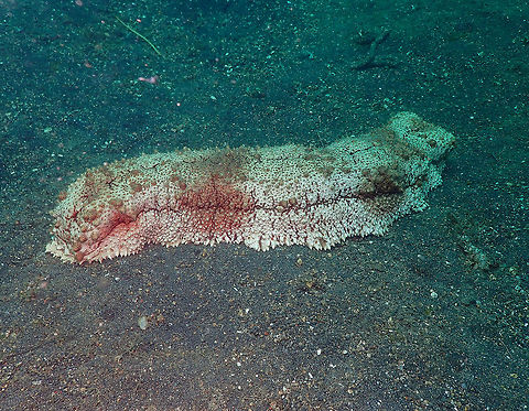 Amberfish Sea Cucumber (Thelenota anax) Air Prang, Lembeh. Geotagged,Giant Amberfish,Indonesia,Spring,Thelenota anax