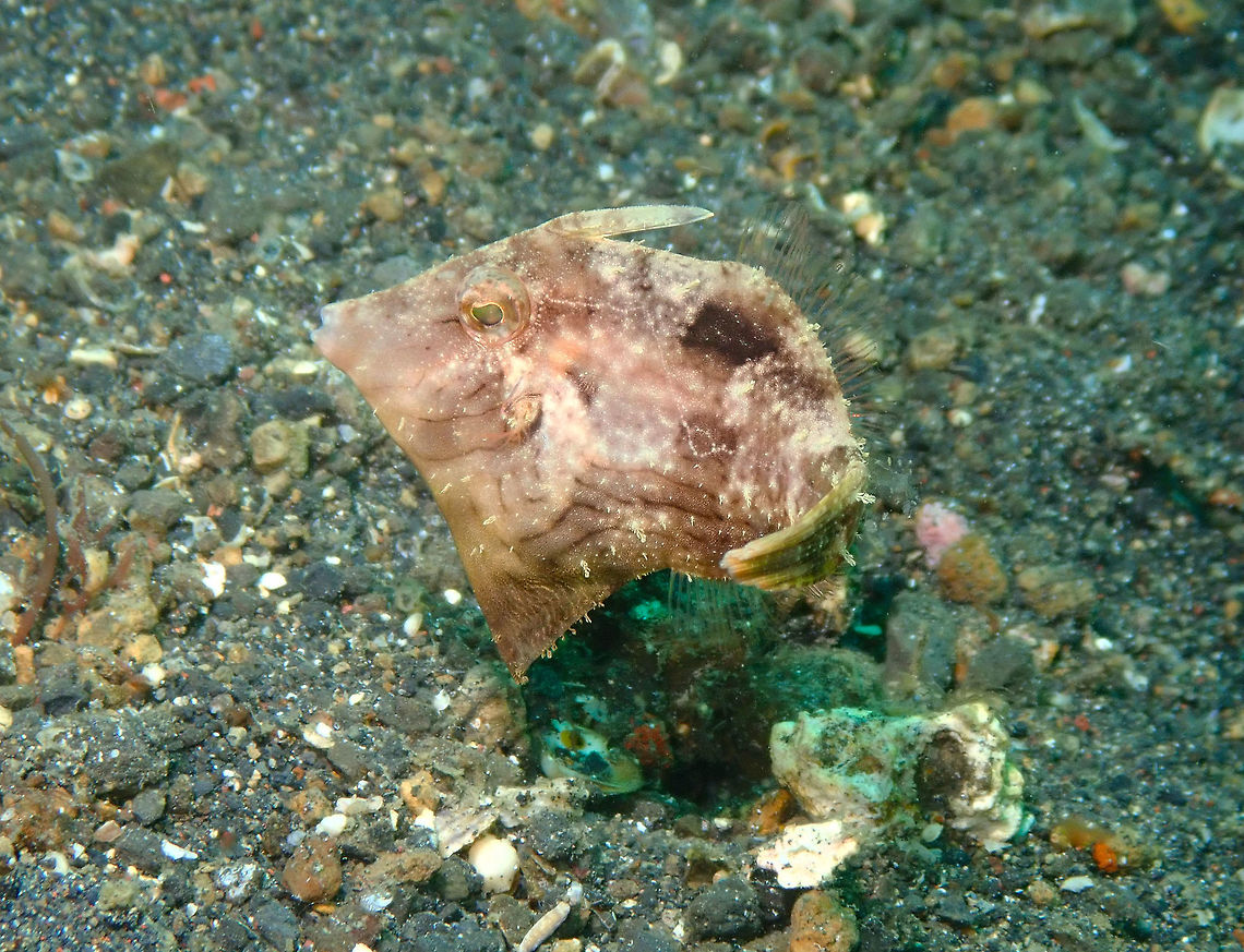 Bristle-Tail Filefish (Acreichthys tomentosus) Air Prang, Lembeh. Acreichthys tomentosus,Bristle-tail filefish,Geotagged,Indonesia,Spring