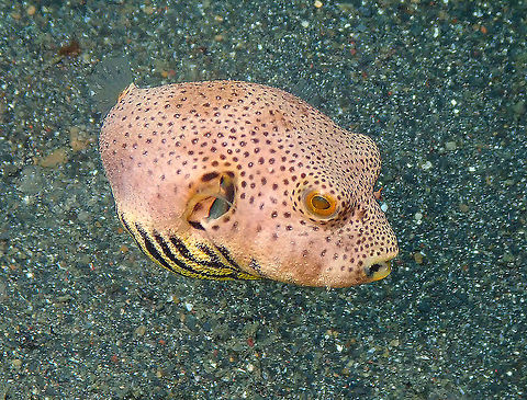 Stellate Puffer (Arothron stellatus) juvenile Kareko Batu, Lembeh. Arothron stellatus,Geotagged,Indonesia,Spring,Starry puffer