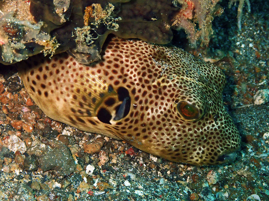 Stellate Puffer (Arothron stellatus) older juvenile Pantai Parigi, Lembeh. Arothron stellatus,Geotagged,Indonesia,Spring,Starry puffer
