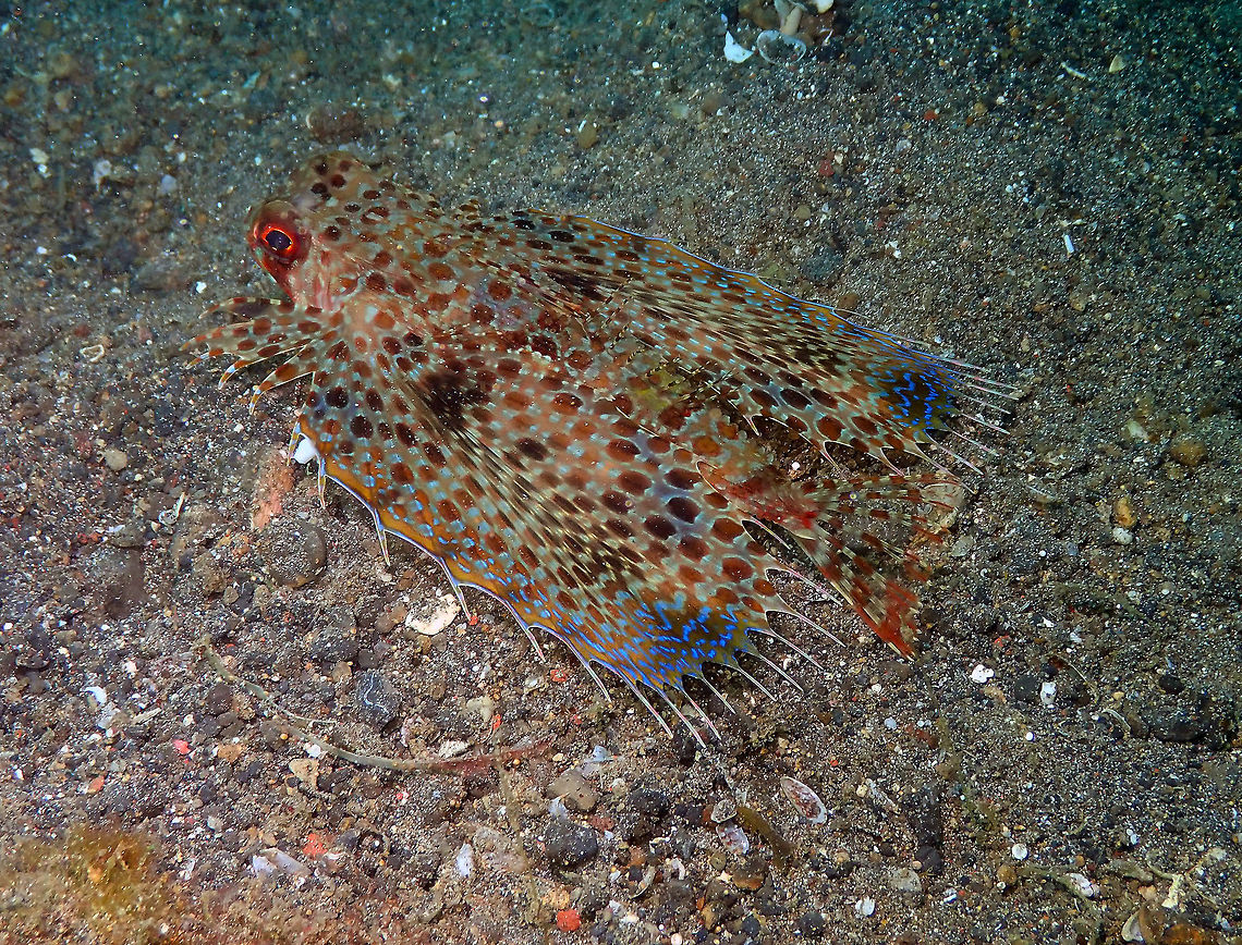 Oriental flying gurnard (Dactyloptena orientalis) Kareko Batu, Lembeh. Dactyloptena orientalis,Geotagged,Indonesia,Oriental flying gurnard,Spring