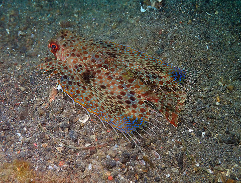 Oriental flying gurnard (Dactyloptena orientalis) Kareko Batu, Lembeh. Dactyloptena orientalis,Geotagged,Indonesia,Oriental flying gurnard,Spring