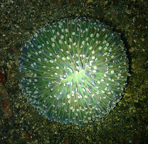 Mushroom Coral (Heliofungia actiniformis) Monument, Lembeh. Night dive. Geotagged,Heliofungia actiniformis,Indonesia,Spring